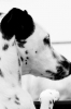 lilous9160 - éleveur canin Dogzer