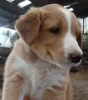 ambre56230 - éleveur canin Dogzer