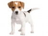 Cocotte06 - éleveur canin Dogzer