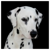 Clarapuce - éleveur canin Dogzer