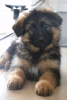 LounaBeagle46 - éleveur canin Dogzer