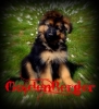 goldenberger - éleveur canin Dogzer