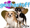 geichastaff - éleveur canin Dogzer