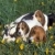 love beagle