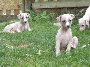 Bebe Hermine Chien Levrier Whippet