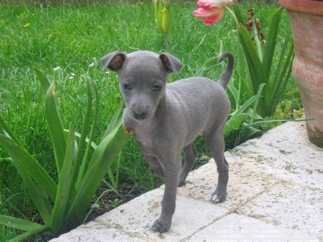 Carton Chien Lévrier Whippet