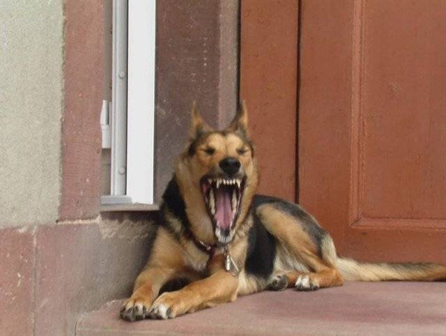 Accueil Elevage De La Roche Clotilde Eleveur De Chiens