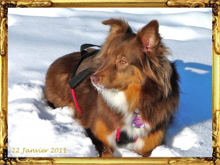 Chien Lady - Berger Australien (2 ans)
