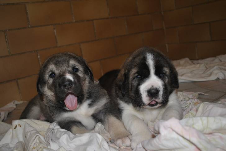 Fred Et Fargo Chien Mâtin Espagnol