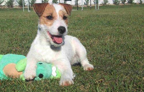 Adrenaline - Jack Russell (2 ans)