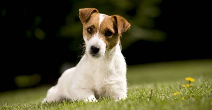 Apple - Jack Russell (1 an)