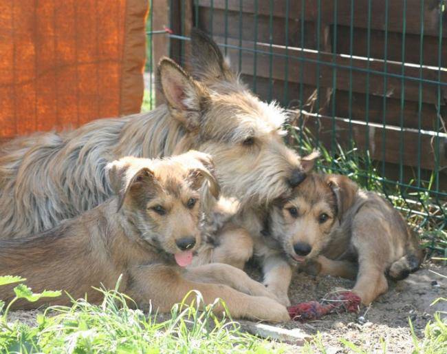 Dana De La Vallee De Crevecoeur Et Ses Bebes Chien Berger Picard