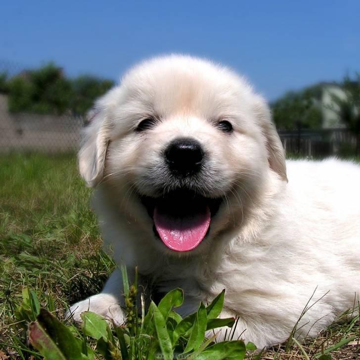 Mon Chien Golden Retriever
