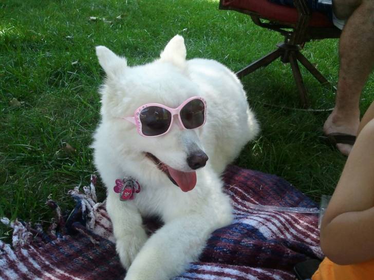 Molly Chien Chien Deau Espagnol