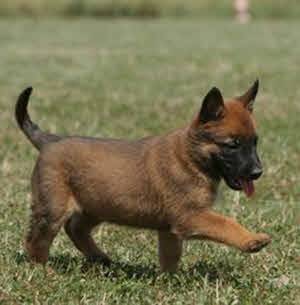Lolo Chien Berger Belge Malinois