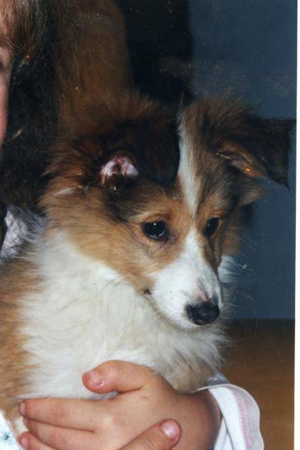 Berger Des Shetlands Spirou Bebe Chien Berger Des Shetland