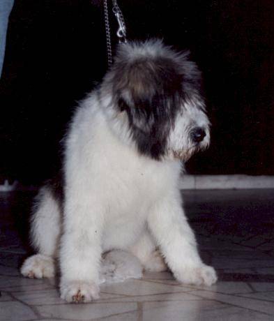 Chien De Berger Roumain De Mioritza Chien Berger Roumain