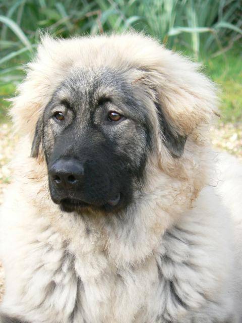 Erbaccia Sarplaninac Chien Berger Yougoslave De Charplanina