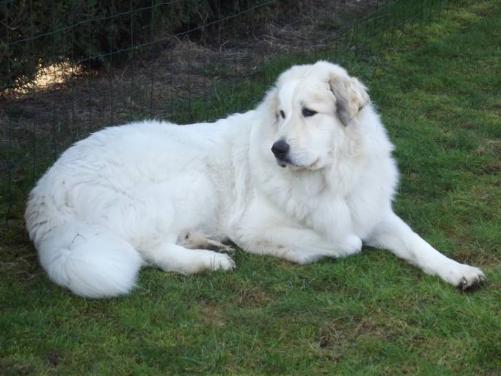 Dgena Chien Chien De Montagne Des Pyrénées