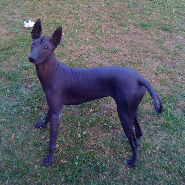 Xoloitzcuintle Chien Nu Du Mexique Dora Chien Chien Nu