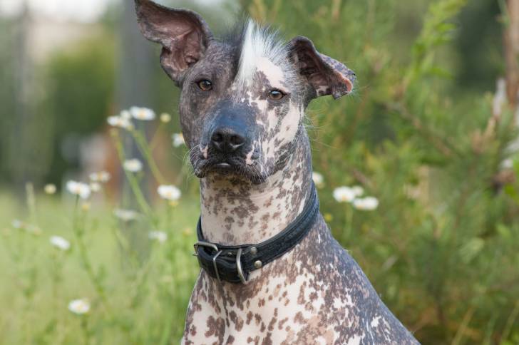 Milou Mon Chouchou Mon Ami Les Races Fci Chien Nu Mexicain