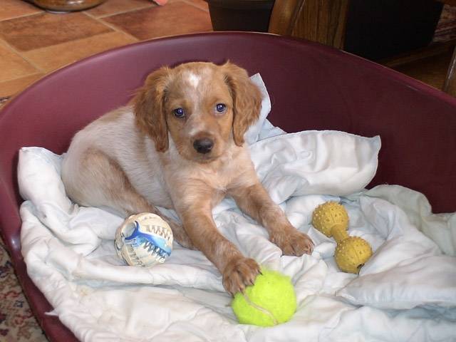 Noisette Epagneul Breton 2 Mois Chien Epagneul Breton Noisette Epagneul Breton 2 Mois Chien Epagneul Breton