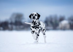 Un Dalmatien debout dans un champ de neige