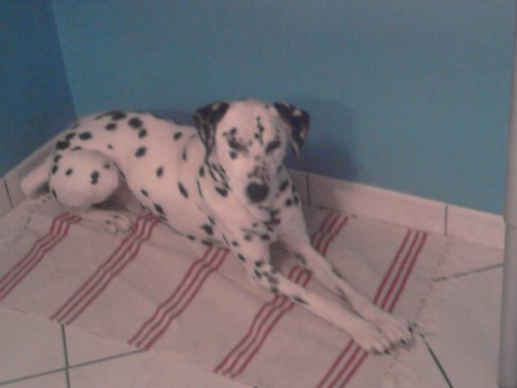 Scoubidou Chien Dalmatien