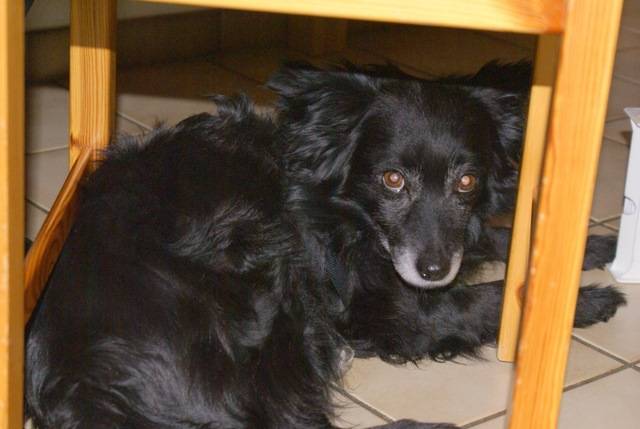 Croisé Papillon épagneul Micky Chien Epagneul Nain Papillon