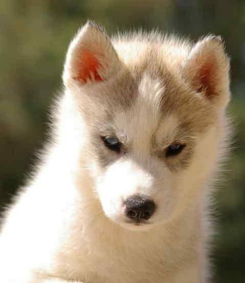 Bebe Husky Chien Husky