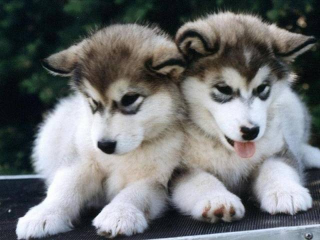 Mes Bebe Huscky Chien Husky