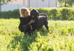 Photo Terrier noir russe