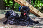 Photo Terrier noir russe