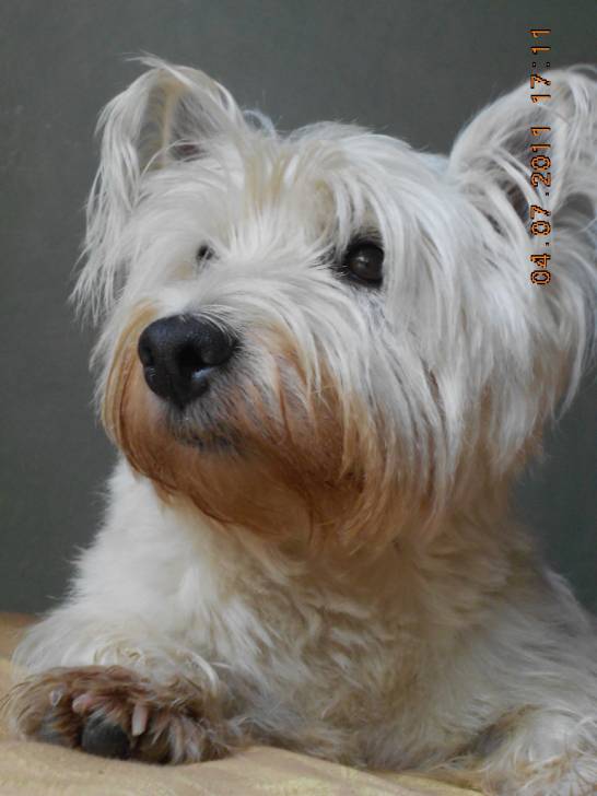 winnie ( super photo ) !!! - West Highland White terrier Mâle (10 ans)