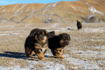 Photo Bouvier de Bouriatie-Mongolie