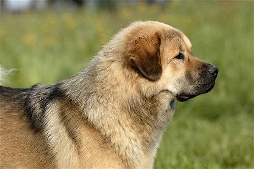 Bhaskara Sundari Chien Dogue Du Tibet