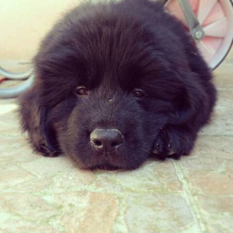 Icko Dit Baloo Chiot Terre Neuve 2 Mois Chien Terre Neuve