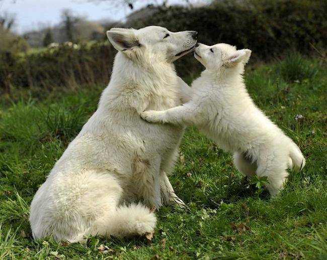 F Han Of White Heroes Et Son Bebe Chien Berger Blanc Suisse