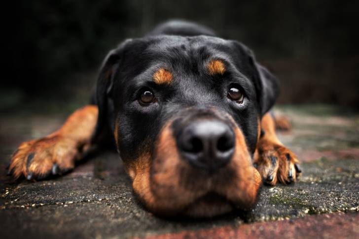 Le portrait d'un Rottweiler allongé par terre