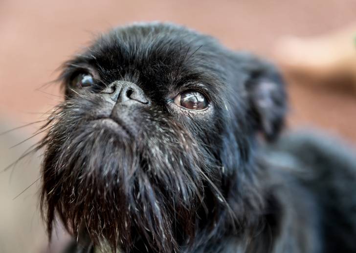 Chien Griffon Bruxellois