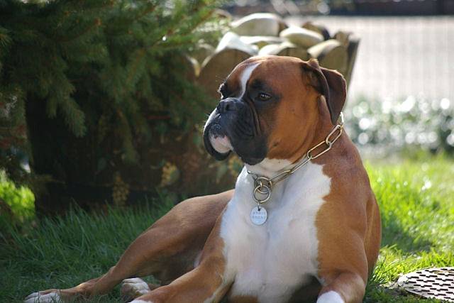 Vasco 3 ans et demi : Chien Boxer