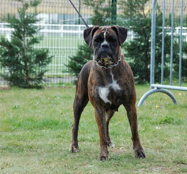 Vénus des Dobs d'Arnoline 3 ans et demi : Chien Boxer