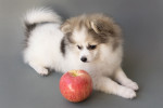 Un chiot Pomeranian assis à côté d'une pomme rouge