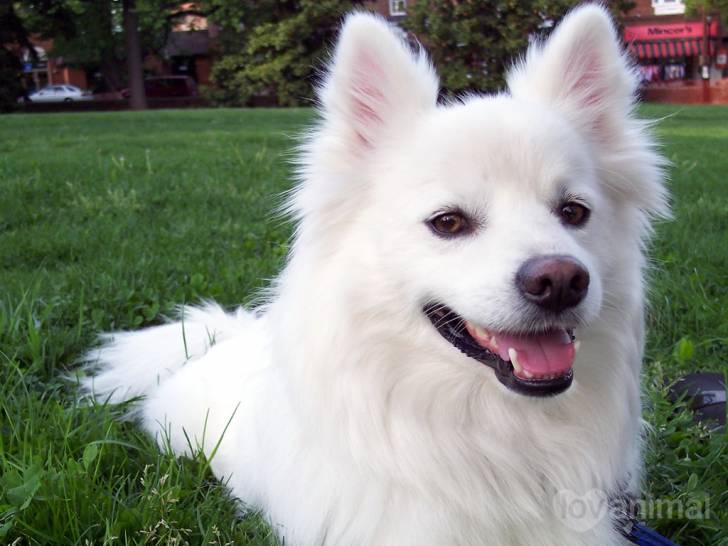 Nougat Dcd Chien Loulou De Poméranie