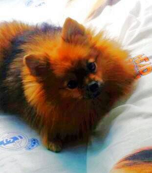 Bebe Chien Loulou De Pomeranie