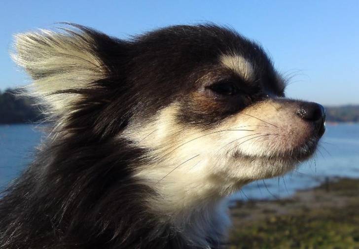 Chiwawa Chien Chihuahua