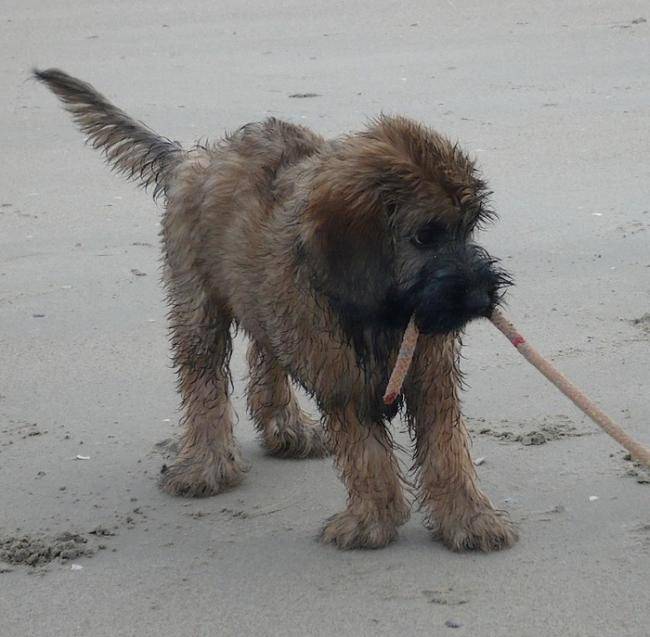 Gos Mao Jeune Berger Catalan Sur La Plage Chien Berger Catalan