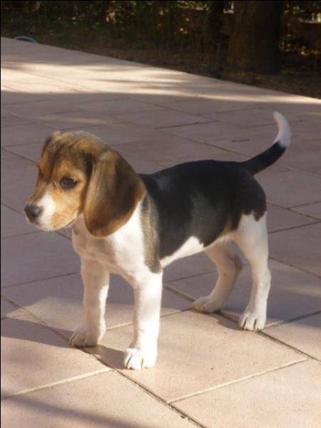 Jazzy - Beagle (2 mois)