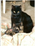 Chat