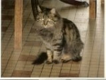 Chat